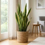 Laurentii plant with yellow-edged leaves in a woven basket near a bright window