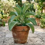 Leaf of life plant growing in a terracotta pot with scalloped green leaves