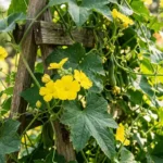 Loofah plant vine climbing a trellis with yellow flowers
