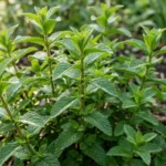 Healthy peppermint plant growing outdoors with dense green leaves in a sunny garden bed