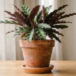 Healthy rattlesnake plant in a terracotta pot, an example of proper rattlesnake plant care near a bright window