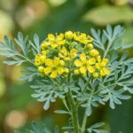 Close-up of rue plant care details — blue-green foliage and yellow flowers of Ruta graveolens