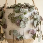 String of hearts plant care shown in a trailing hanging basket indoors