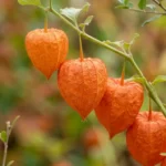 Close-up of orange papery pods on a Chinese lantern plant