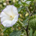 Close-up of a devil's weed plant flower blooming in a garden