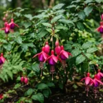 Fuchsia plant care guide showing pink and purple blooms in a shaded garden