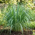 Lemon grass plant with tall arching blades growing in a sunny outdoor garden bed